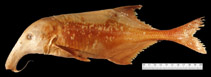Image of Campylomormyrus mirus 