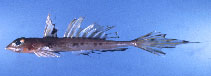 To FishBase images (<i>Callionymus moretonensis</i>, by Gloerfelt-Tarp, T.)