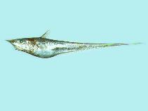 To FishBase images (<i>Caelorinchus multispinulosus</i>, Chinese Taipei, by Shao, K.T.)