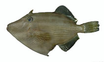 To FishBase images (<i>Cantherhines multilineatus</i>, Chinese Taipei, by Fisheries Research Institute, Taiwan)