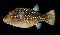 To FishBase images (<i>Canthigaster natalensis</i>, Reunion I., by Randall, J.E.)