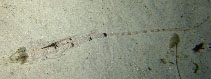 To FishBase images (<i>Callionymus neptunius</i>, Philippines, by Oaks, R.)