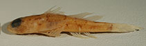 Image of Cabillus nigromarginatus 