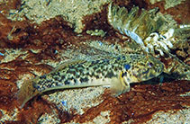 To FishBase images (<i>Caffrogobius nudiceps</i>, South Africa, by Koch, R.J.)