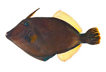 To FishBase images (<i>Cantherhines nukuhiva</i>, Marquesas Is., by Williams, J.T.)