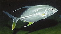 To FishBase images (<i>Carangoides oblongus</i>, Papua New Guinea, by Allen, G.R.)