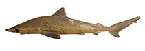 Image of Carcharhinus obsoletus (Lost shark)