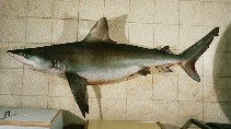 To FishBase images (<i>Carcharhinus obscurus</i>, Israel, by Randall, J.E.)