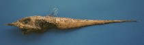 To FishBase images (<i>Caelorinchus occa</i>, Trinidad Tobago, by Ramjohn, D.D.)