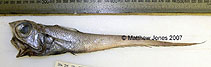 To FishBase images (<i>Caelorinchus oliverianus</i>, by Jones, M.)