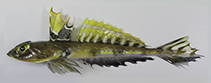 To FishBase images (<i>Callionymus omanensis</i>, Oman, by Marine Science and Fisheries Centre, Muscat)