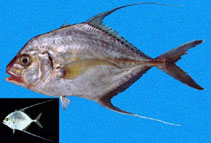 To FishBase images (<i>Caranx otrynter</i>, Panama, by Robertson, R.)