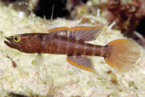 To FishBase images (<i>Calumia papuensis</i>, Indonesia, by Allen, G.R.)