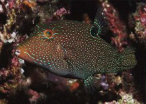 To FishBase images (<i>Canthigaster papua</i>, Indonesia, by Bednarzik, J.)