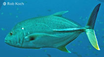 To FishBase images (<i>Caranx papuensis</i>, Mozambique, by Koch, R.J.)