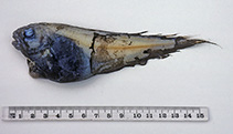 Image of Careproctus paxtoni (Blunt-tooth snailfish)