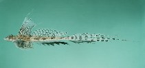 To FishBase images (<i>Callionymus persicus</i>, Bahrain, by Randall, J.E.)