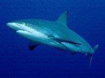 To FishBase images (<i>Carcharhinus perezi</i>, Bahamas, by Minguell, C.)