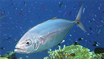 To FishBase images (<i>Carangoides plagiotaenia</i>, Fiji, by Allen, G.R.)