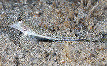 To FishBase images (<i>Callionymus pleurostictus</i>, Philippines, by Greenfield, J.)