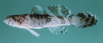 To FishBase images (<i>Callogobius plumatus</i>, Saudi Arabia, by Randall, J.E.)
