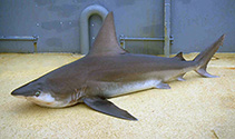 To FishBase images (<i>Carcharhinus plumbeus</i>, by McAuley, R.)
