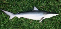 To FishBase images (<i>Carcharhinus porosus</i>, Brazil, by Carvalho Filho, A.)