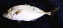 To FishBase images (<i>Carangoides praeustus</i>, Hong Kong, by Cook, D.C.)