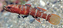 To FishBase images (<i>Calumia profunda</i>, Philippines, by Allen, G.R.)