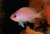 To FishBase images (<i>Caesioperca rasor</i>, Australia, by Groeneveld, R.)