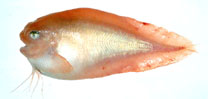 To FishBase images (<i>Careproctus rastrinus</i>, Russia, by Orlov, A.)