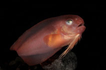 To FishBase images (<i>Careproctus reinhardti</i>, by DESCNA)
