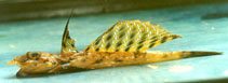 Image of Callionymus reticulatus (Reticulated dragonet)