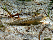 To FishBase images (<i>Callionymus risso</i>, Croatia, by Pillon, R.)