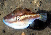 To FishBase images (<i>Canthigaster rivulata</i>, Japan, by Tanaka, H.)