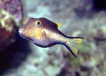 To FishBase images (<i>Canthigaster rostrata</i>, Neth Antilles, by Patzner, R.)