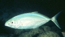 To FishBase images (<i>Carangoides ruber</i>, Virgin Is. (US), by Randall, J.E.)