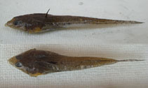 To FishBase images (<i>Callionymus russelli</i>, China, by Krumme, U.)