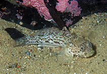 To FishBase images (<i>Caffrogobius saldanha</i>, South Africa, by Koch, R.J.)