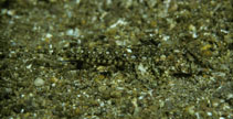 Image of Callionymus scabriceps (Jolo dragonet)