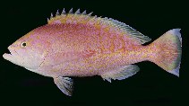 To FishBase images (<i>Caprodon schlegelii</i>, Hawaii, by Randall, J.E.)