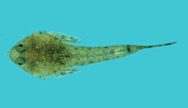Image of Callionymus schaapii (Short-snout sand-dragonet)