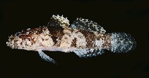 To FishBase images (<i>Callogobius sclateri</i>, Chinese Taipei, by Randall, J.E.)