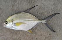 To FishBase images (<i>Caranx senegallus</i>, Gambia, by Modder, T.)