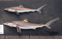 To FishBase images (<i>Carcharhinus signatus</i>, by NOAA\NMFS\Mississippi Laboratory)