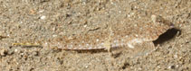 To FishBase images (<i>Callionymus simplicicornis</i>, Indonesia, by Malaer, P.)