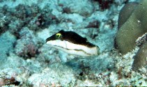To FishBase images (<i>Canthigaster smithae</i>, Seychelles, by Randall, J.E.)