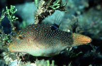 To FishBase images (<i>Canthigaster solandri</i>, Guam, by Randall, J.E.)