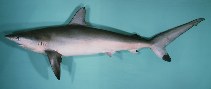 Image of Carcharhinus sorrah (Spot-tail shark)