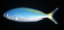 To FishBase images (<i>Caesio suevica</i>, by Randall, J.E.)